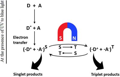 Biological Effects of Space Hypomagnetic Environment on Circadian Rhythm